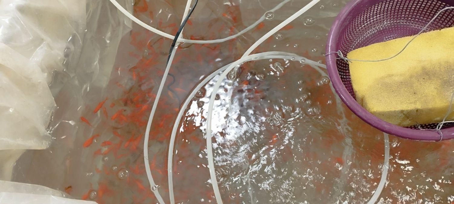 ماهی|ماهی|گرگان, |دیوار