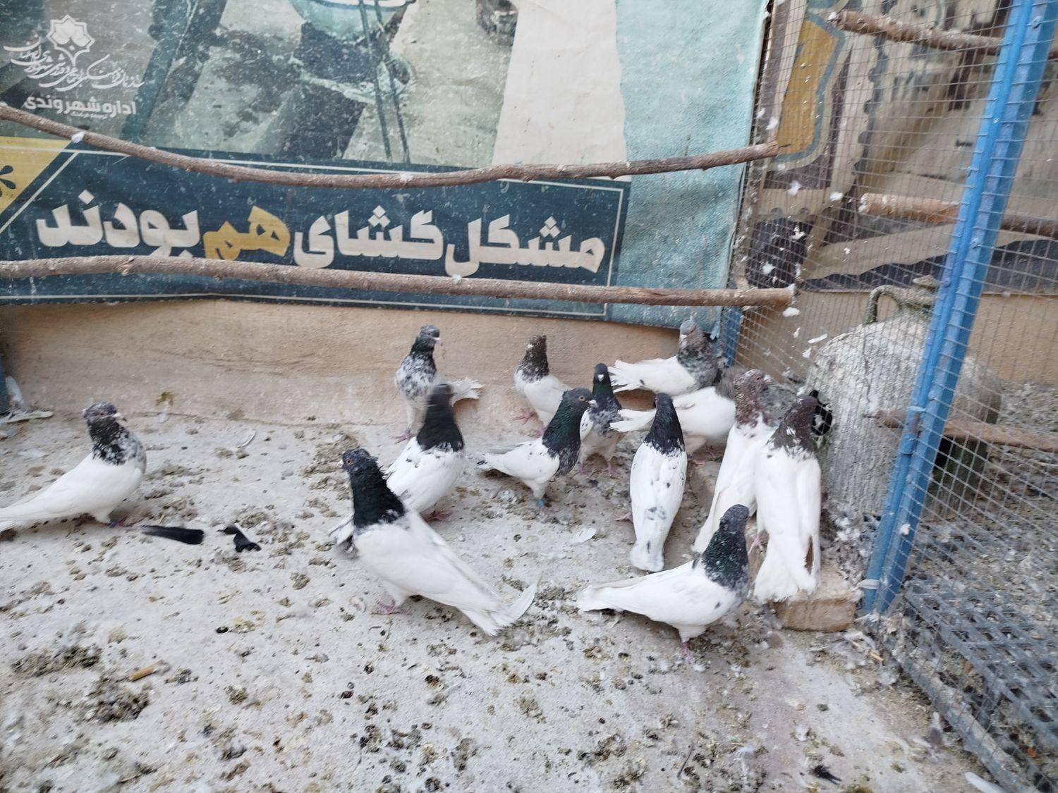 کبوتر کله ای|پرنده|اصفهان, ارغوانیه|دیوار