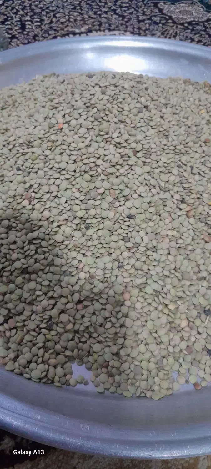 باسلام من کشاورز حاصل زحمت یک سال عدس مشکین شهر|خوردنی و آشامیدنی|بهارستان, |دیوار