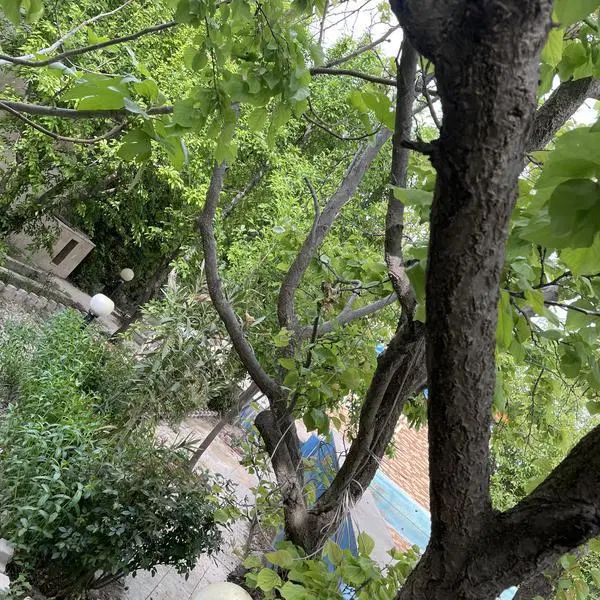 باغ‌ویلا زیبادشت + برائت / انشعاب کامل ۶۵۰ متر|فروش خانه و ویلا|محمدشهر, زیبادشت|دیوار