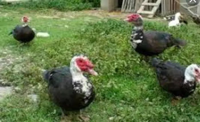 یه عدد اردک اسرائیلی نربالغ و 2 عدد ماده تخم گذار|حیوانات مزرعه|تالش, هشتپر|دیوار