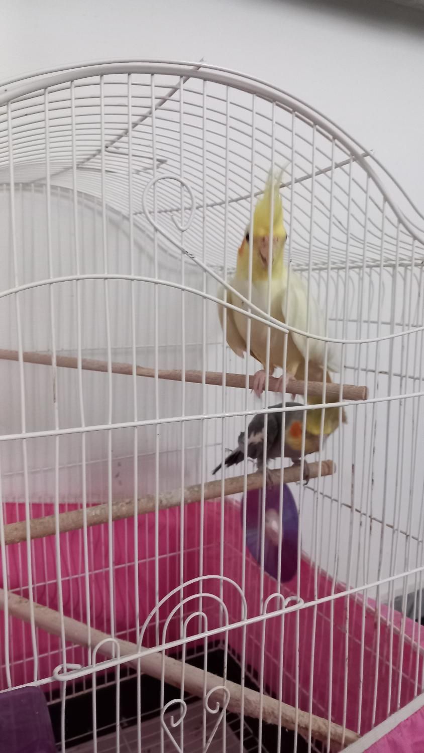 عروس هلندی|پرنده|تنکابن, |دیوار