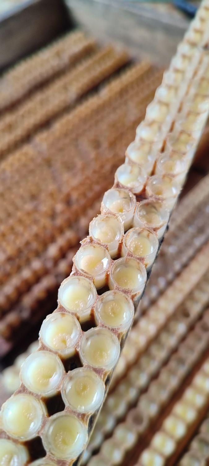 فروش ژل رویال|خوردنی و آشامیدنی|رحیمآباد, |دیوار