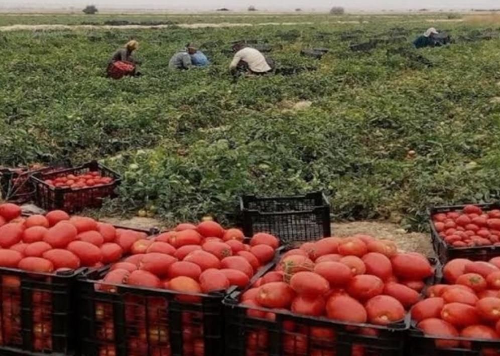 اجاره 10 هکتار زمین کشاورزی با آب شیرین|اجارهٔ دفتر صنعتی، کشاورزی، تجاری|برازجان, |دیوار