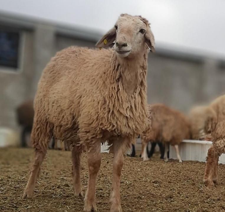 دامداری مزرعه گوسفند و بره شیشک ودام زنده|حیوانات مزرعه|تهران, سبلان (لشگر)|دیوار