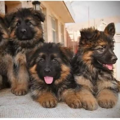 ژرمن رکسی اصیل ، روتوایلر و دوبرمن|سگ|تهران, درکه|دیوار