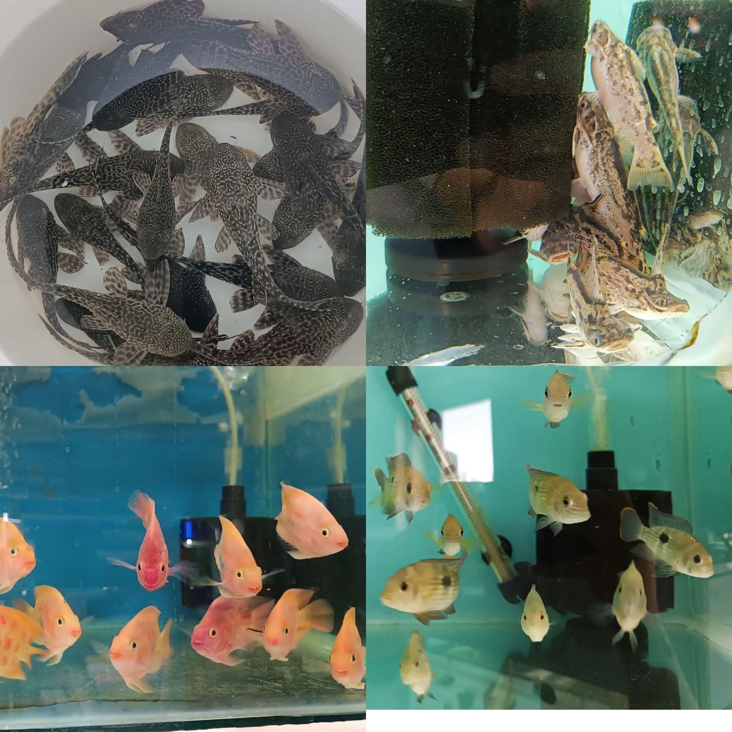 انواع اکواریوم و ماهی زینتی لوازم جانبی|ماهی|شیراز, شهرک گلستان|دیوار