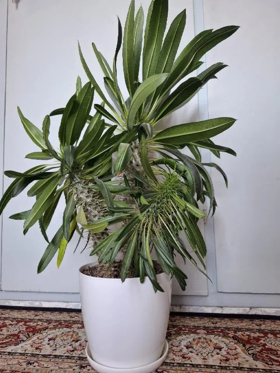 گل نخل ماداگاسکار خرفه تنه دار هویا فیلندرون پینک|گل و گیاه طبیعی|تهران, شهرک امام خمینی|دیوار