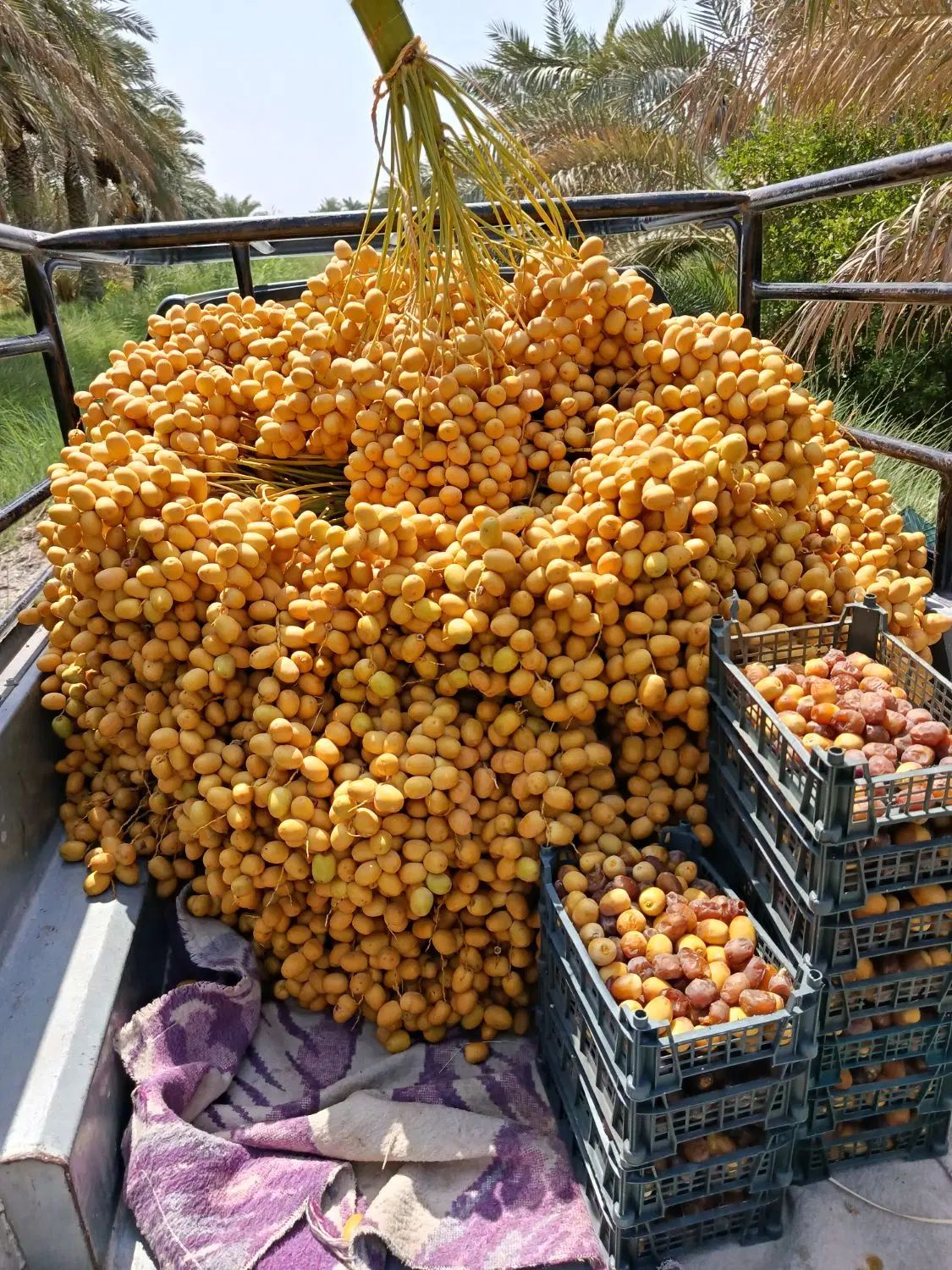 خارک رطب خرما برحی|خوردنی و آشامیدنی|تهران, آرژانتین|دیوار