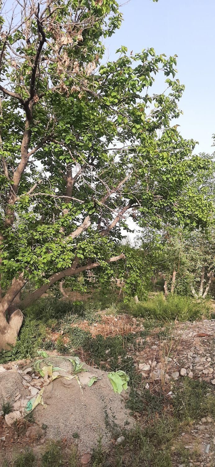 ویلاباغ درباغستان قدس فروش باغچه ۳۷۰متر|فروش زمین و ملک کلنگی|قدس, شهرک صنعتی زاگرس|دیوار