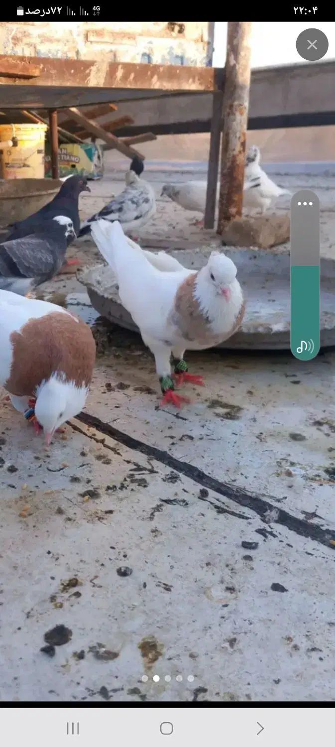 جفت طوقی طلا|پرنده|کرج, شهرک البرز ۳|دیوار