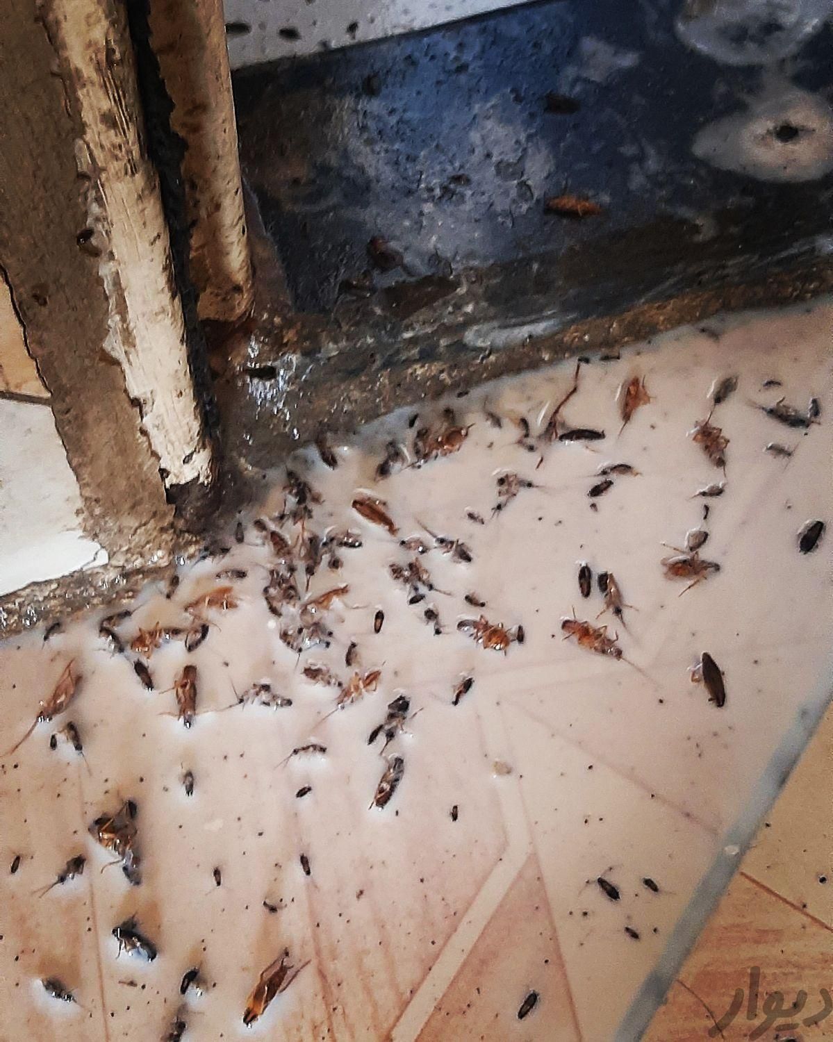 سمپاشی کنه ساس موریانه سوسک موش مورچ زنبورسمپاشی|خدمات نظافت|مشهد, وکیلآباد|دیوار