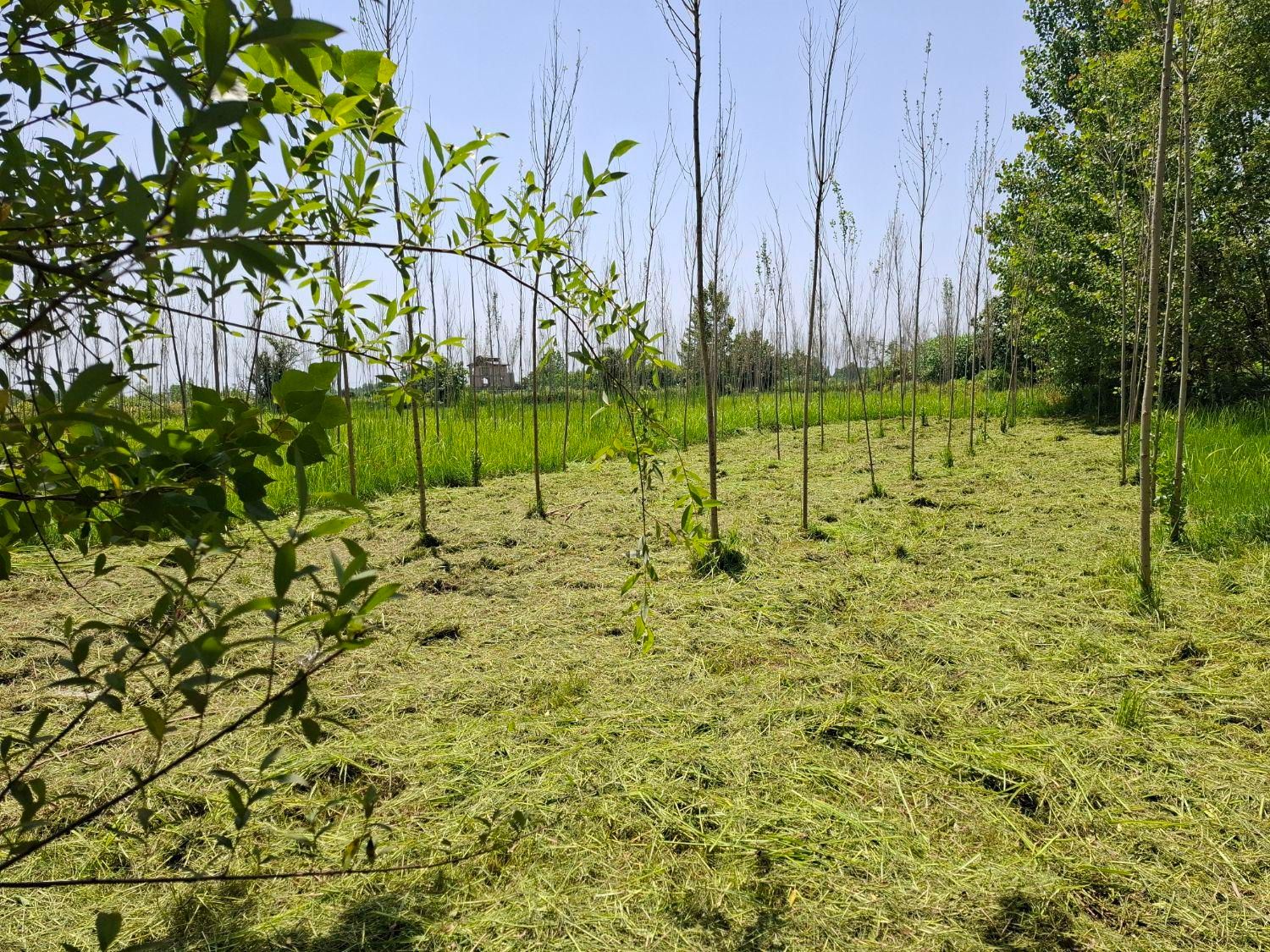 علف و چمن زنی ،سمپاشی ، چاله کنی با دستگاه|خدمات باغبانی و درختکاری|رشت, فرزانه|دیوار