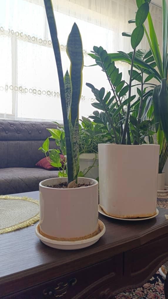 گل طبیعی|گل و گیاه طبیعی|فولادشهر, B6|دیوار