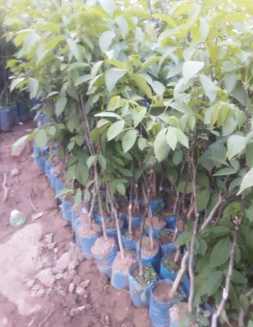 نهالستان رشت گیلک نهال خاص|خدمات باغبانی و درختکاری|رشت, آب آسیاب|دیوار