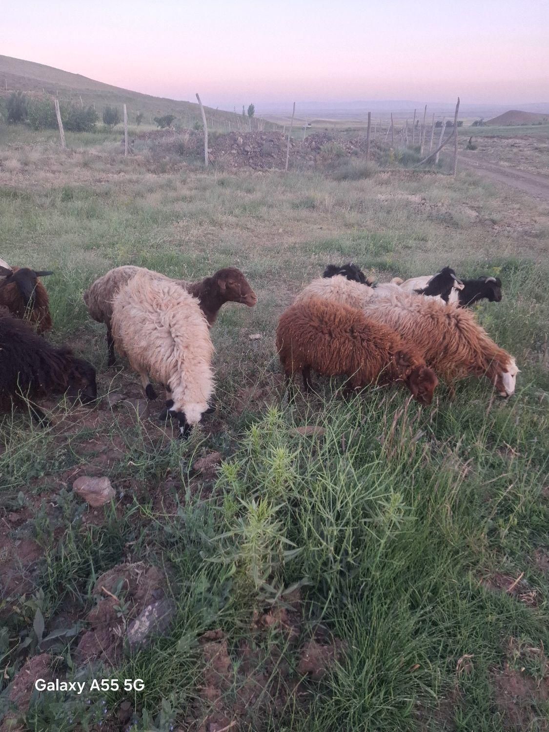 بره گوشتی|حیوانات مزرعه|تبریز, |دیوار