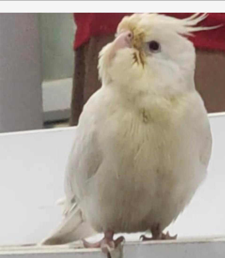 عروس هلندی  گم شده|حیوانات|اهرم, |دیوار