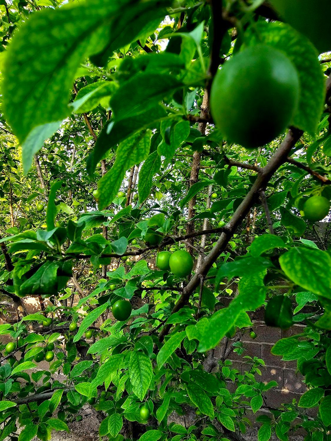 باغ وباغچه154متر/درختان10ساله/کنتوربرق/اب دائمی|فروش زمین و ملک کلنگی|تهران, امیریه|دیوار