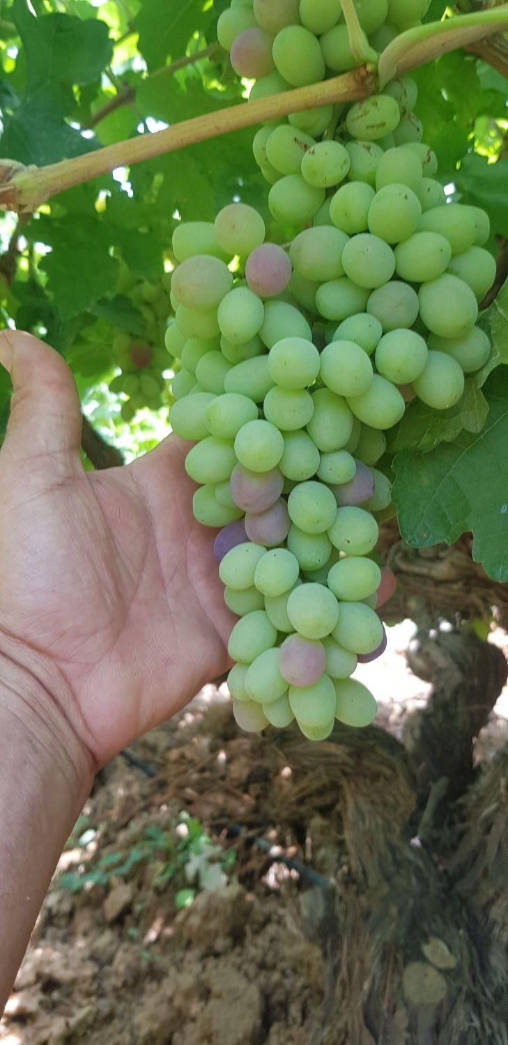 اجاره و خرید میوه  . خرمالوهلو .سیب.انار.|خدمات باغبانی و درختکاری|شیراز, تاچارا|دیوار
