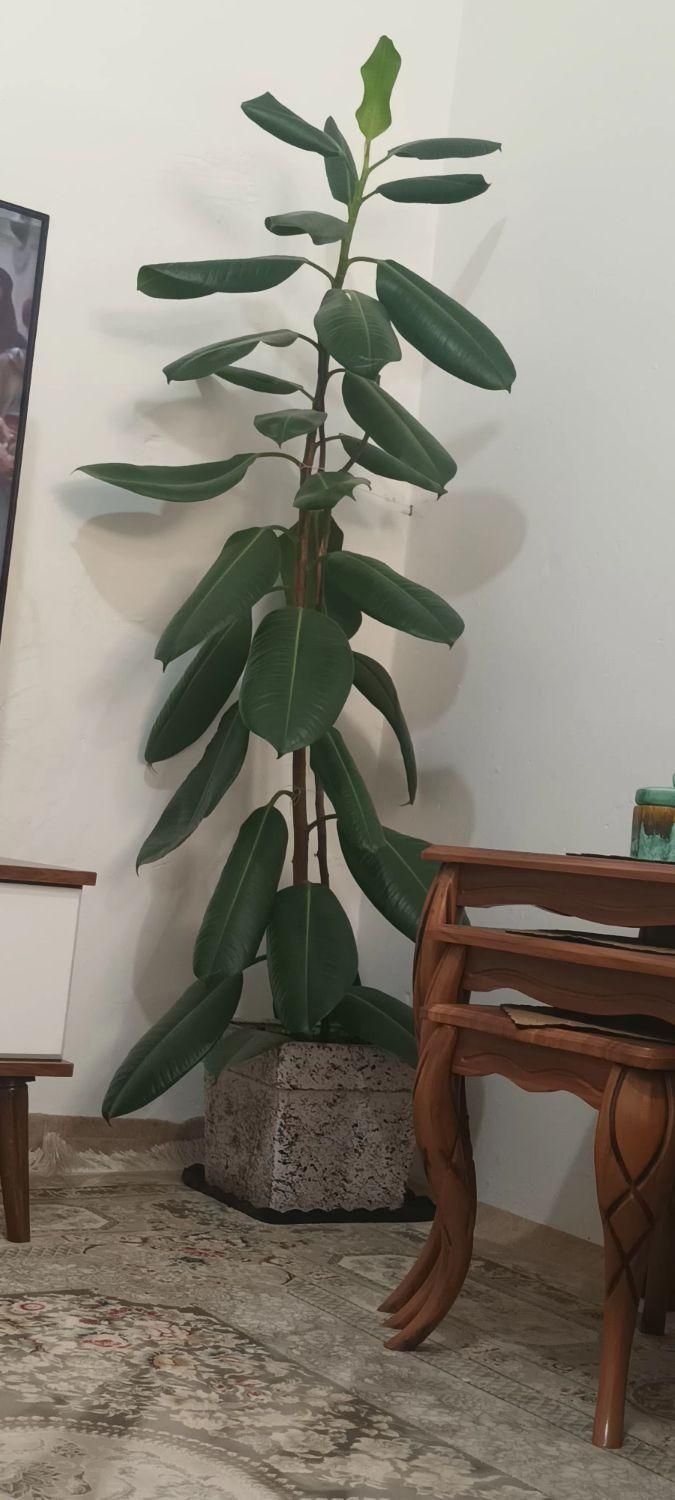 گل گوش فیلی|گل و گیاه طبیعی|قروه, |دیوار