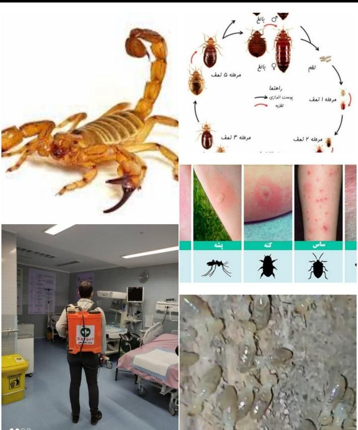 سمپاشی تضمینی موریانه(ریشمیز)ساس سوسک موش کنه|خدمات نظافت|شیراز, فرهنگ شهر|دیوار