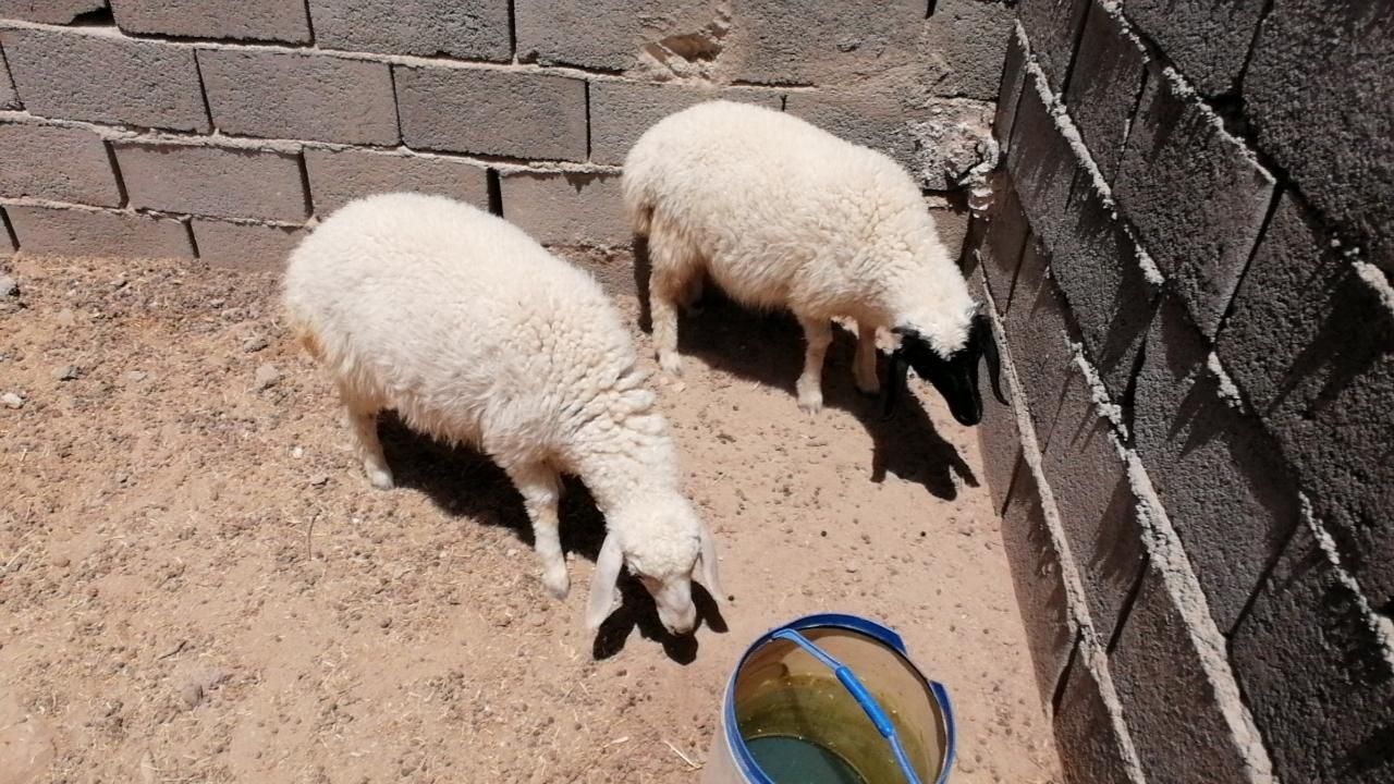 چپش، کره، بره|حیوانات مزرعه|بافق, |دیوار