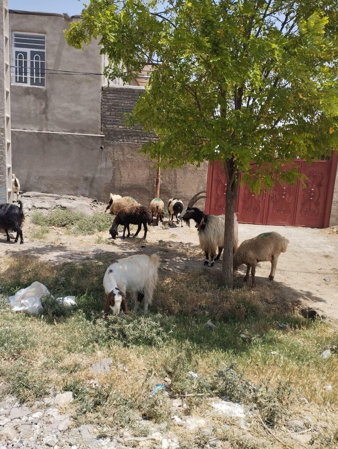 سلام دوستان نر بز جلو کش درشت به ضمانت فروشی|حیوانات مزرعه|قوچان, |دیوار