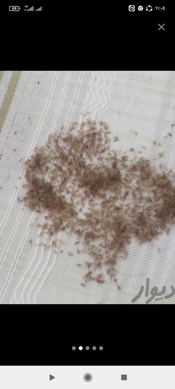 درمان رشک وشپش|آرایشی، بهداشتی، درمانی|قرچک, زیبا شهر|دیوار