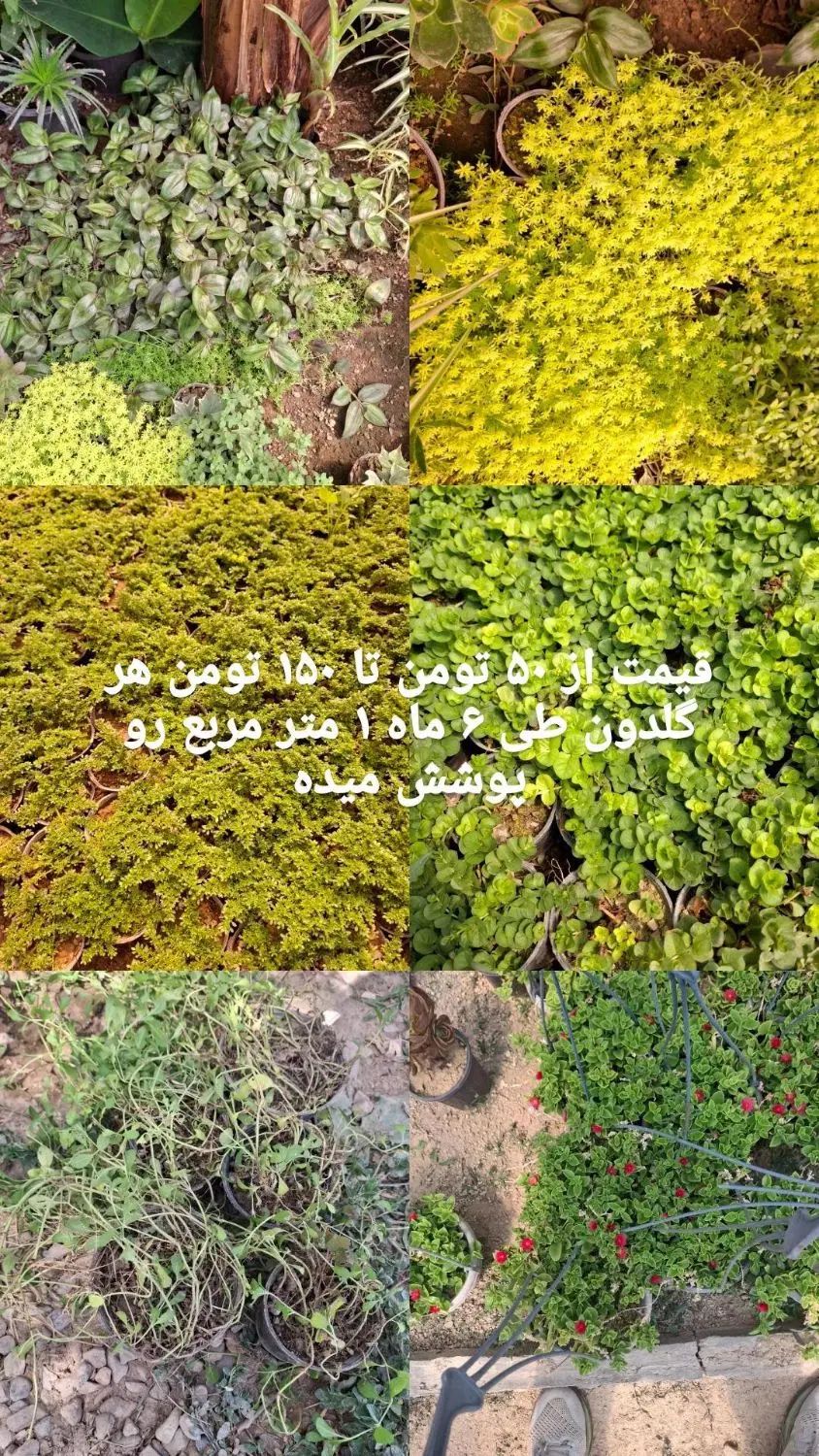 کلیه گل ها به قیمت عمده  به صورت تکی به فروش میرسد|گل و گیاه طبیعی|ماهدشت, |دیوار