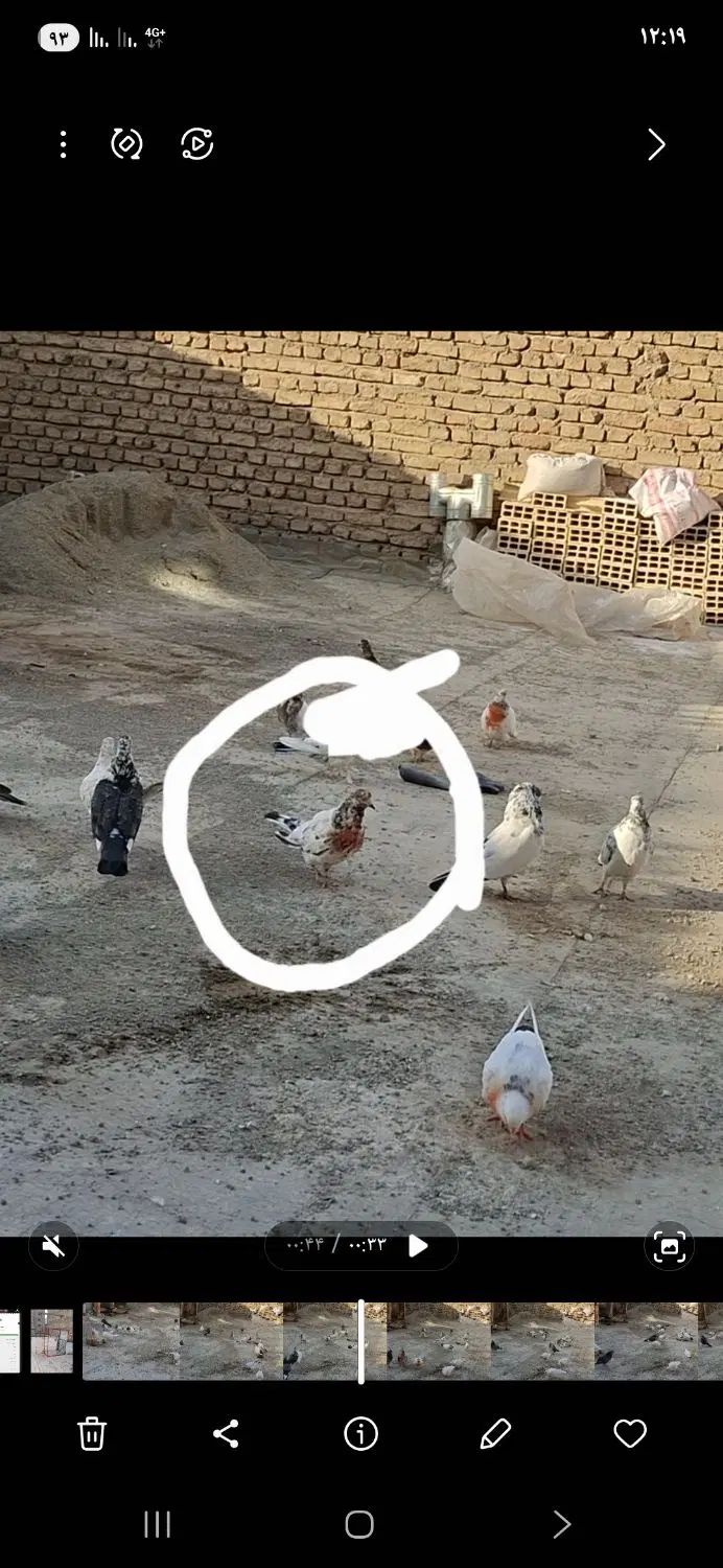کبوتر|پرنده|کرج, پیشاهنگی|دیوار