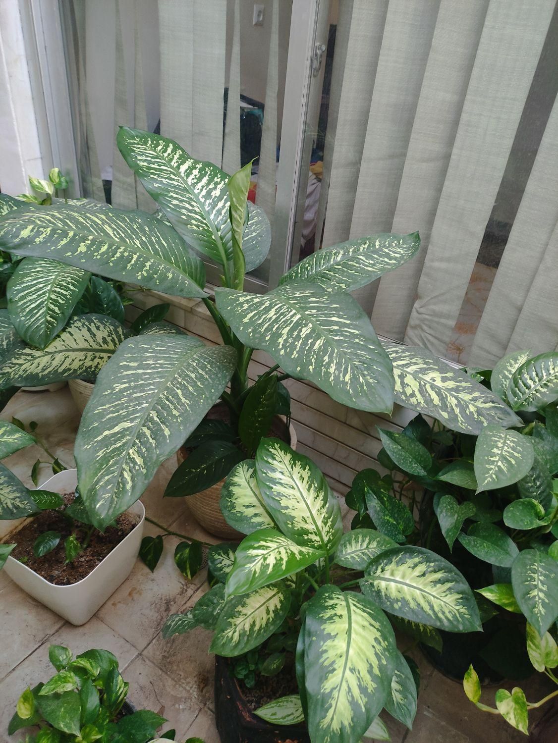 گل دفین و پتوس|گل و گیاه طبیعی|اصفهان, میرعماد|دیوار