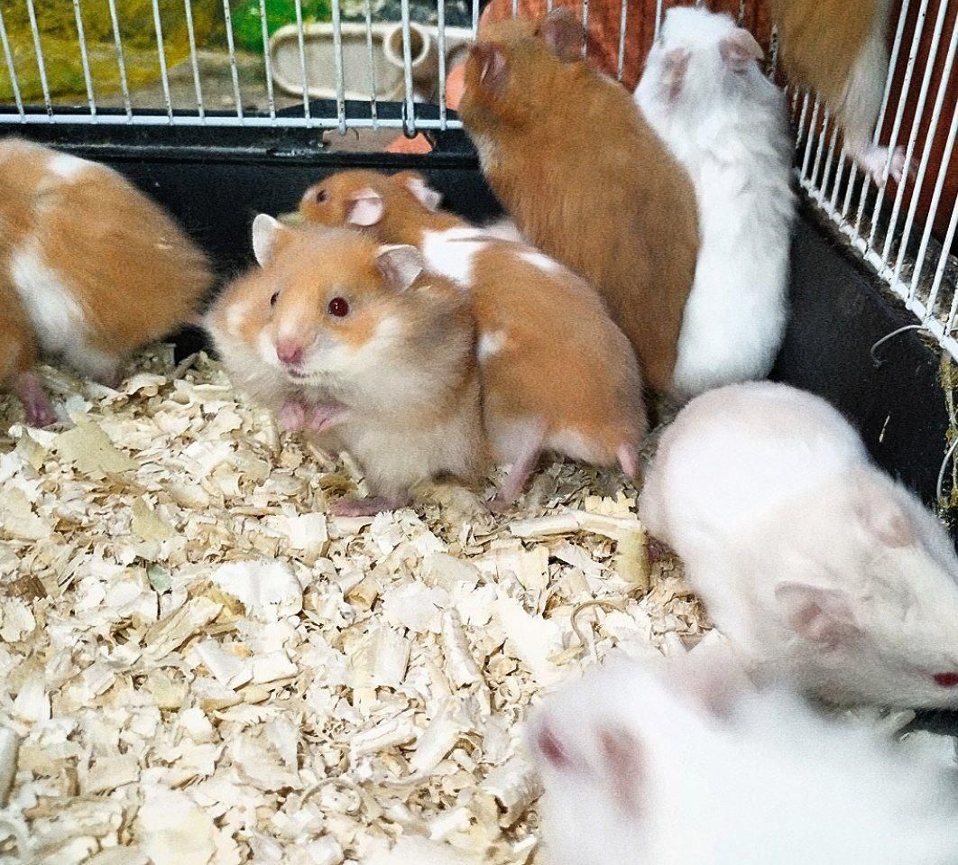 فروش همستر های بازیگوش|موش و خرگوش|بوشهر, |دیوار