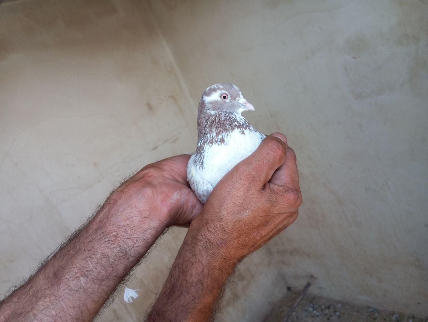 کفتر . نر گرگی|پرنده|اصفهان, ولدان|دیوار