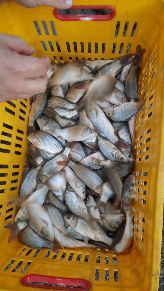 پخش عمده بچه ماهی سفید کپور قزل آلا|ماهی|سنندج, |دیوار