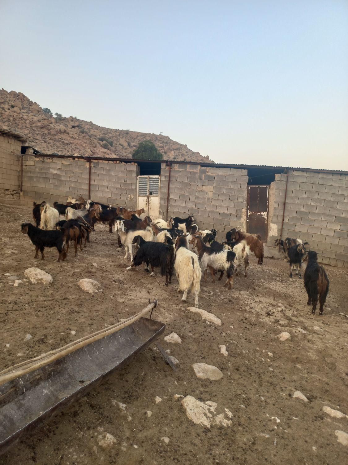 فروش گوسفند داشتی|حیوانات مزرعه|مرودشت, نقش رستم|دیوار