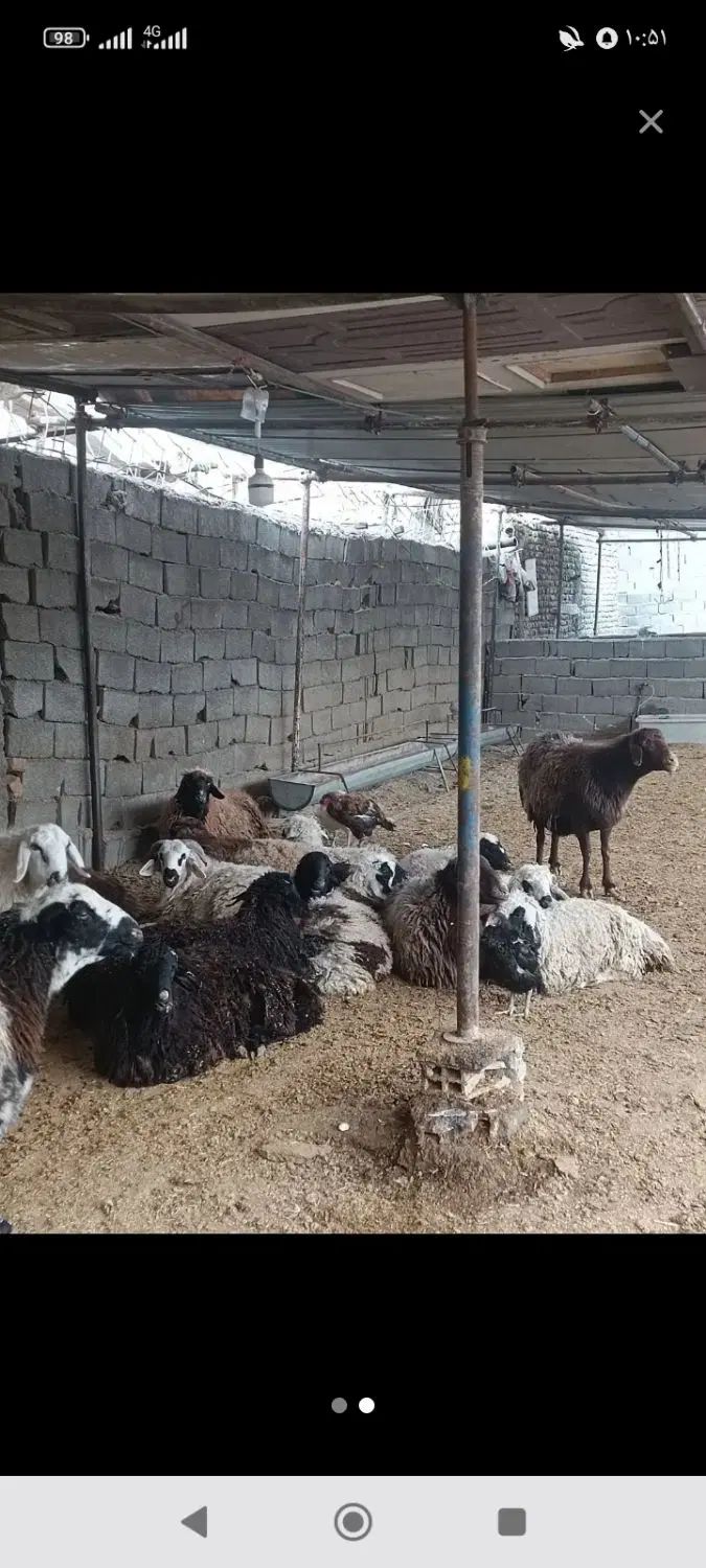 گوسفند زنده گوشتی با بهترین نژاد دامداری فرهادی|حیوانات مزرعه|مشهد, احمدآباد|دیوار