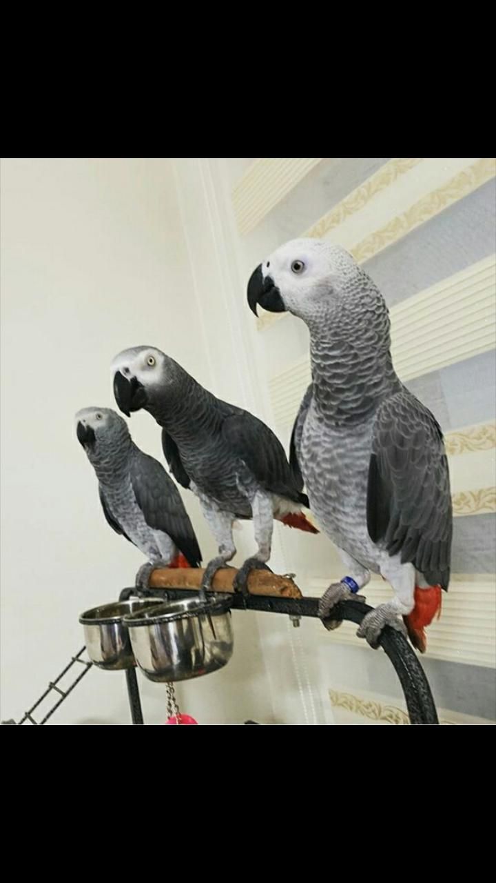 خریدو فروش طوطی کاسکو سخنگو پرکن / صاف|پرنده|شیراز, شهرک امیر کبیر|دیوار