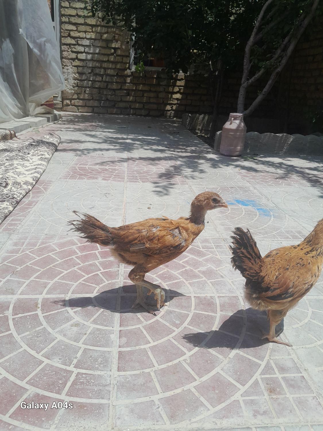 جوجه لاری دونگ بالا|حیوانات مزرعه|قوچان, |دیوار