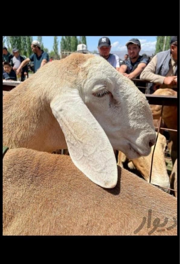 دامداری افشار شبانه روز پخش گوسفند زنده سراسرتهران|حیوانات مزرعه|تهران, اکباتان|دیوار