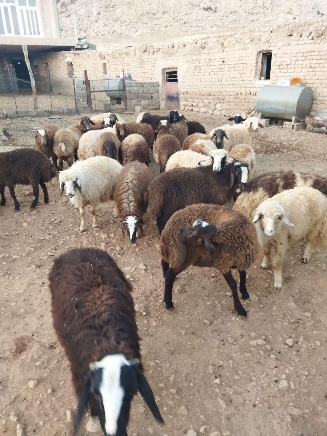 بره|حیوانات مزرعه|کرمانشاه, |دیوار