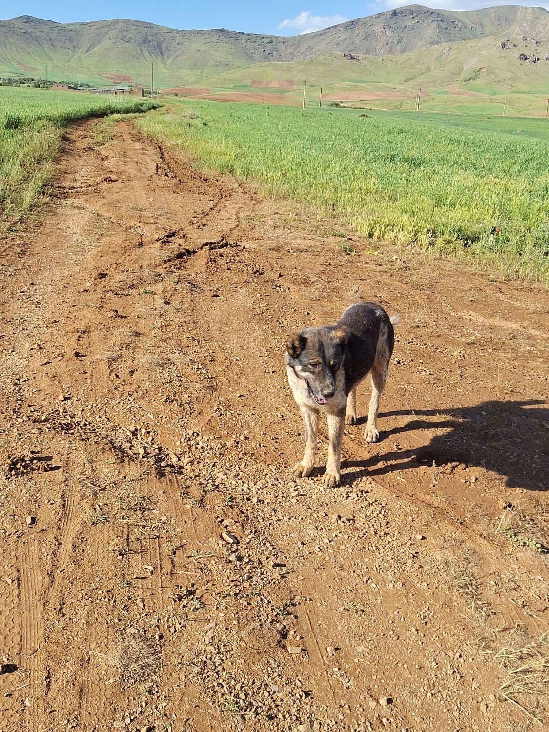 سگ گله ای و نگهبان هوشیار|سگ|قروه, |دیوار