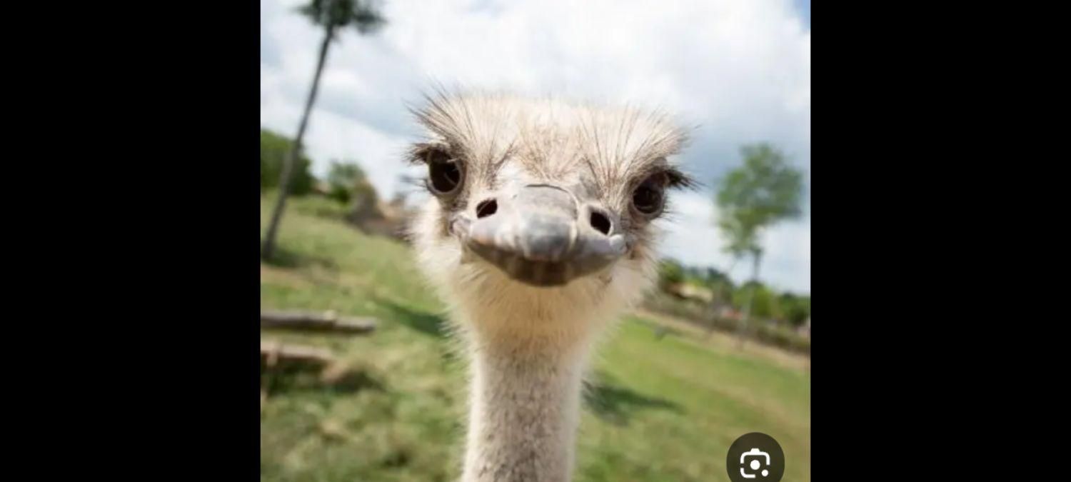 فروش پی،پر،پوست شترمرغ|حیوانات مزرعه|اصفهان, ارغوانیه|دیوار