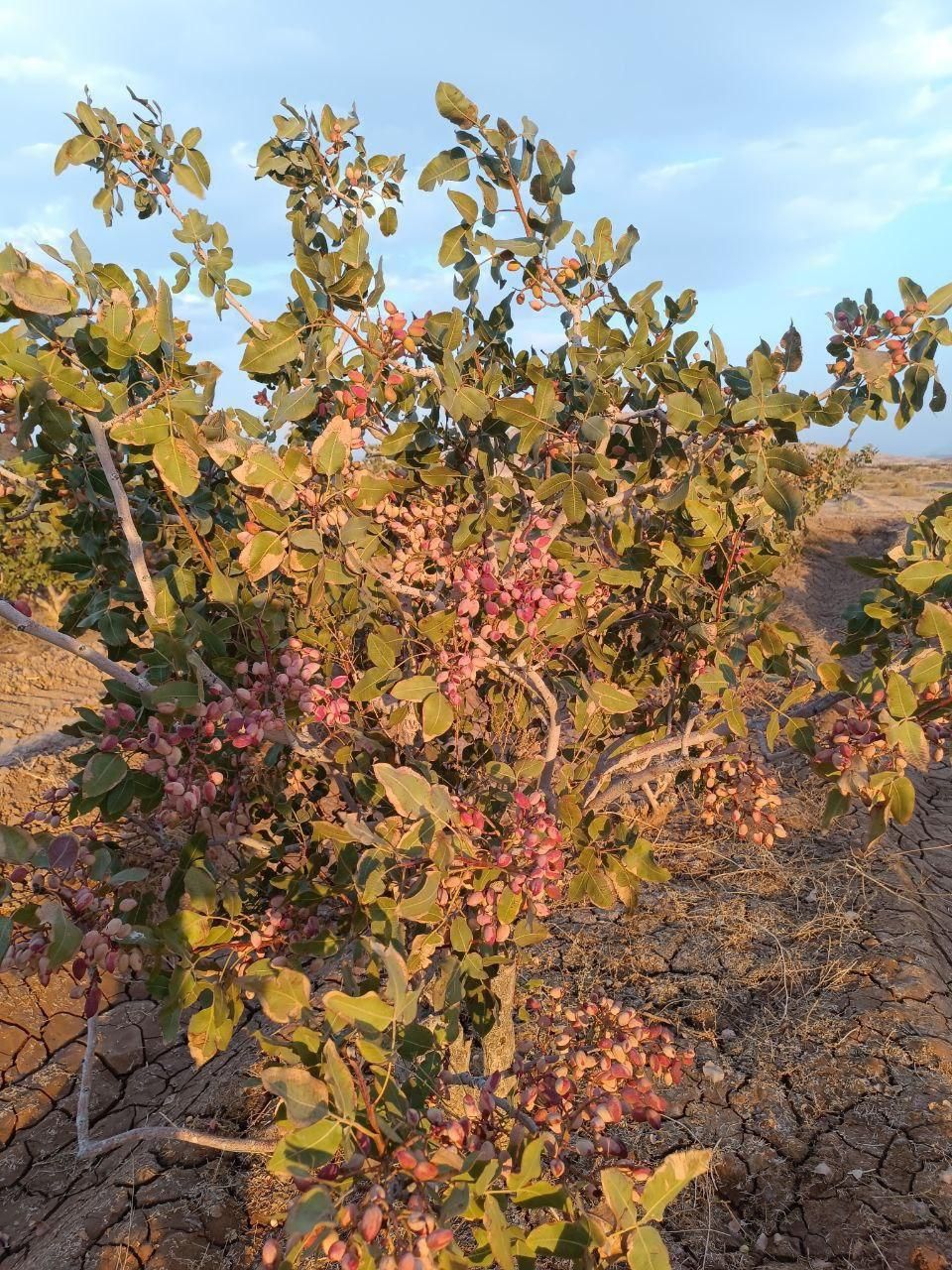 ملک کشاورزی پسته احمد آقای چافضل اردکان|فروش دفتر صنعتی، کشاورزی، تجاری|اردکان, |دیوار