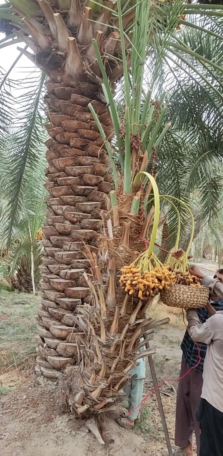 پاجوش مرغوب ترین و گران ترین خرمای جهان پیارم|خدمات باغبانی و درختکاری|لار, |دیوار