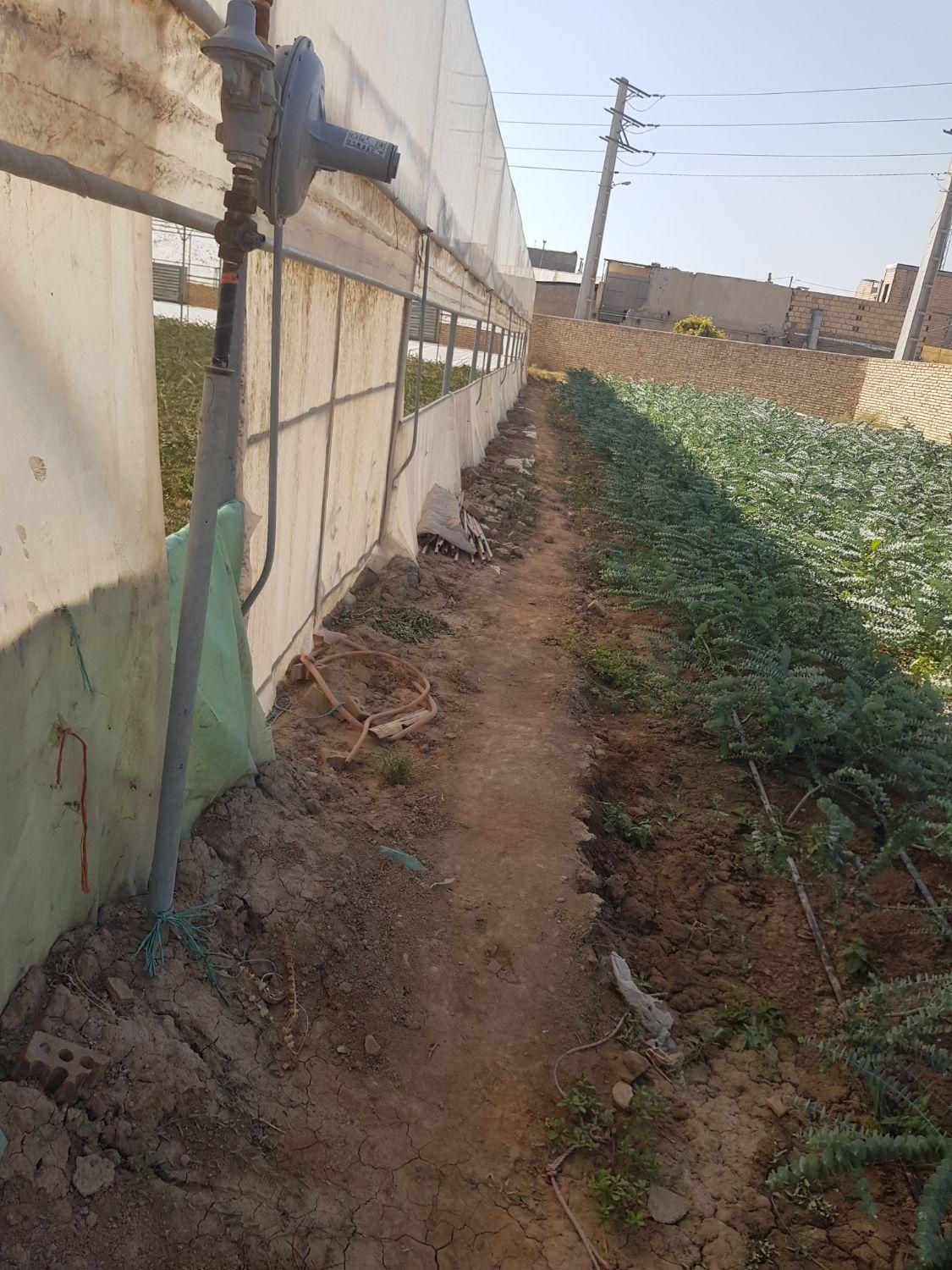 اجاره گلخانه سازه ۲۵۰۰ متر اب برق گاز اب شیرین|اجارهٔ دفتر صنعتی، کشاورزی، تجاری|ری, |دیوار