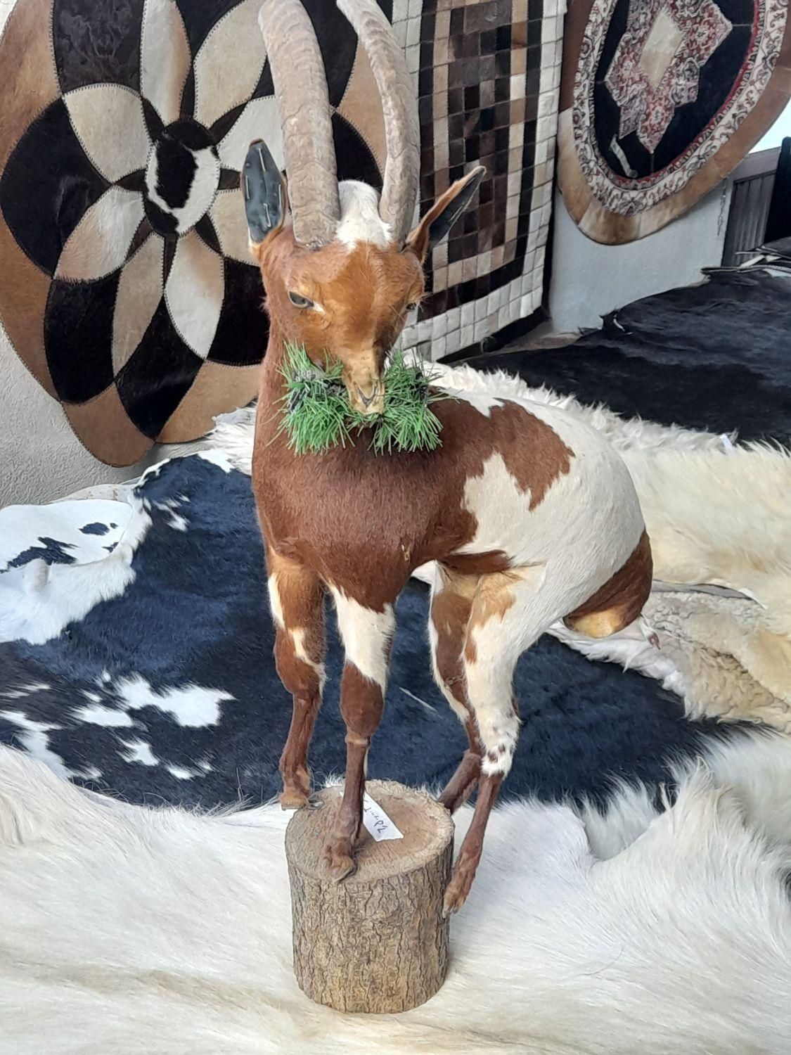 دکوری بزغاله|صنایع دستی و سایر لوازم تزئینی|تبریز, |دیوار