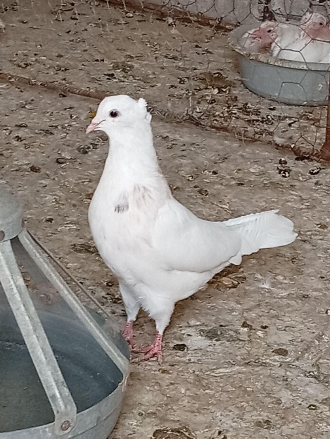 کفترها فروشی|پرنده|تایباد, |دیوار