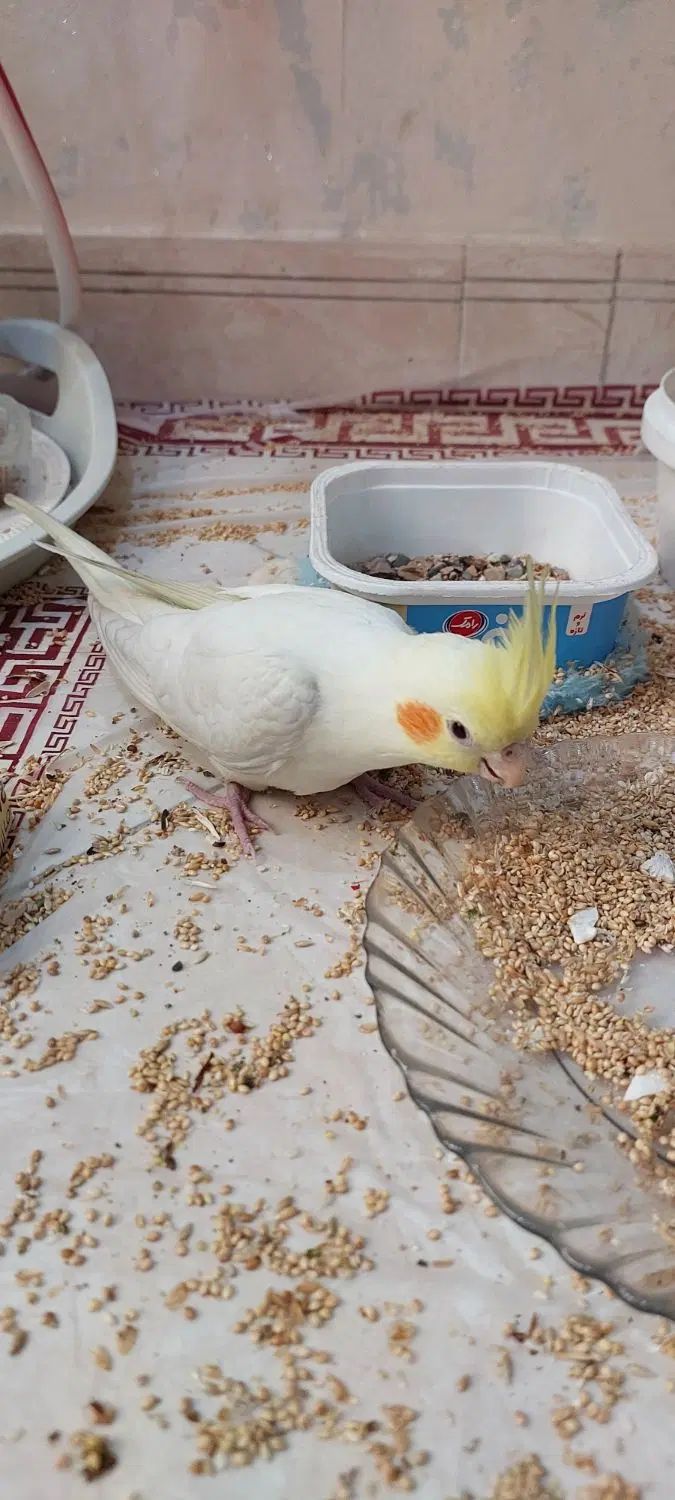 2 عدد جوجه دوماهه لوتینو چشم شرابی دونخور|پرنده|تهران, خانی‌آباد|دیوار