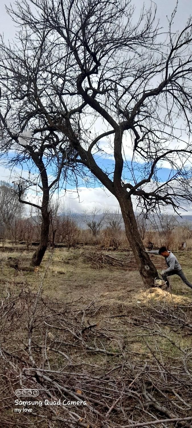 خریدار مستقیم چوب درختان میوه و تیر|خدمات باغبانی و درختکاری|ارومیه, |دیوار