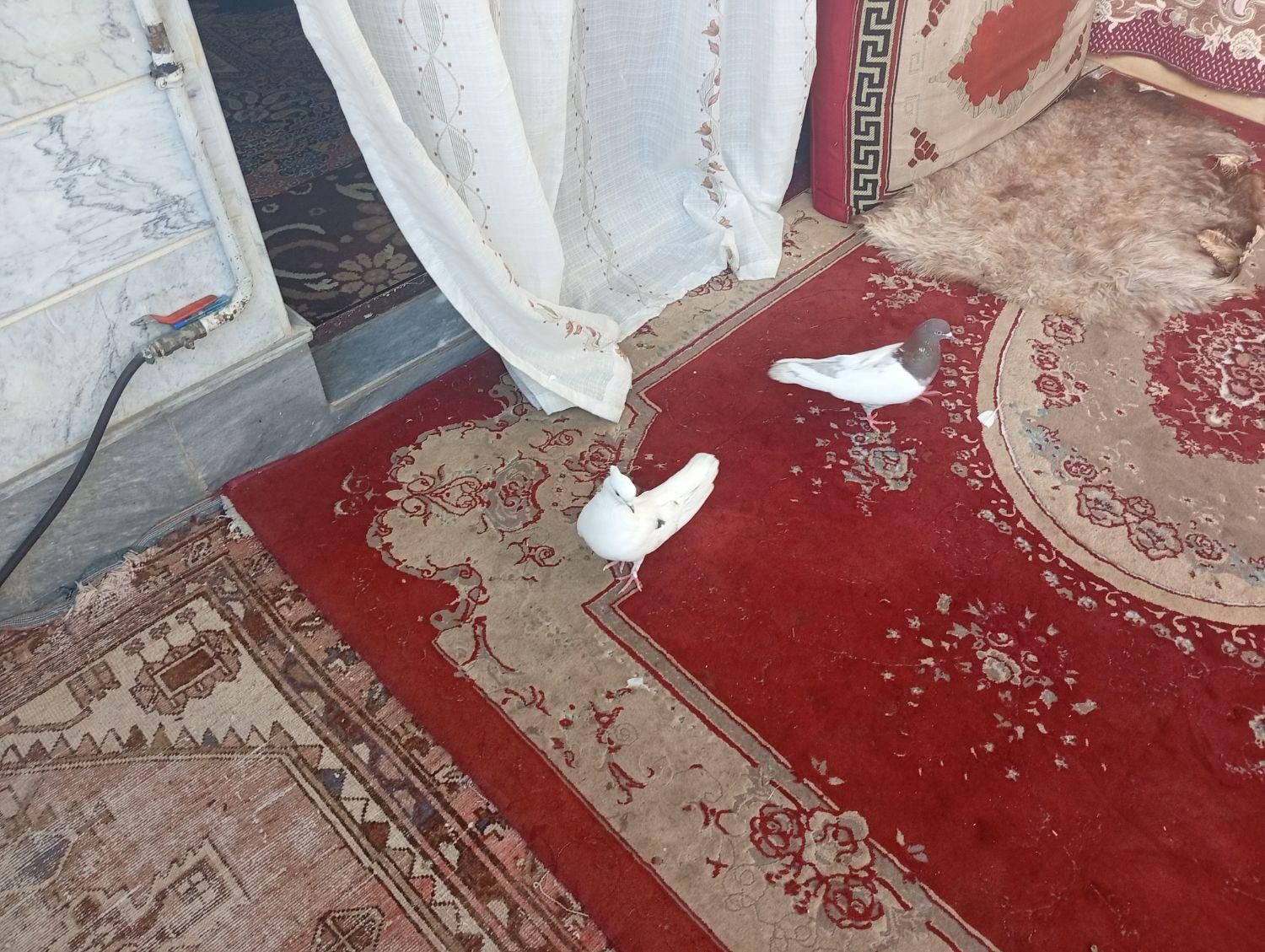 یه حفت کبوتر|پرنده|خرمدره, |دیوار